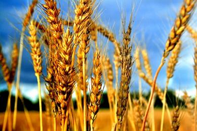 Agricoltura
